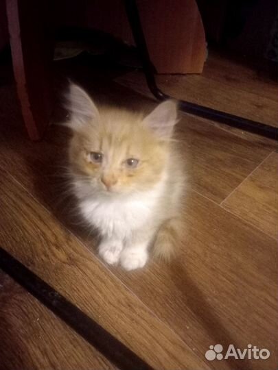 Котята дворовые