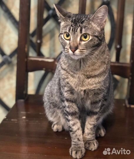 Кошечка хочет на ручки