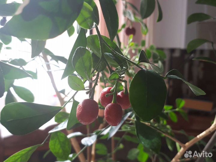 Муррайя метельчатая