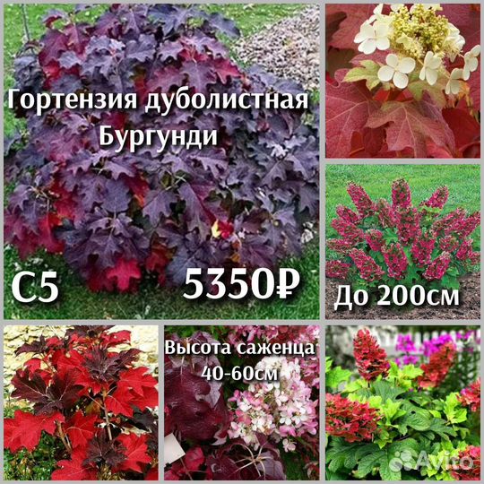 Гортензия дуболистная