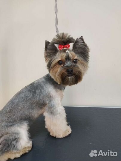 Грумер Йорки