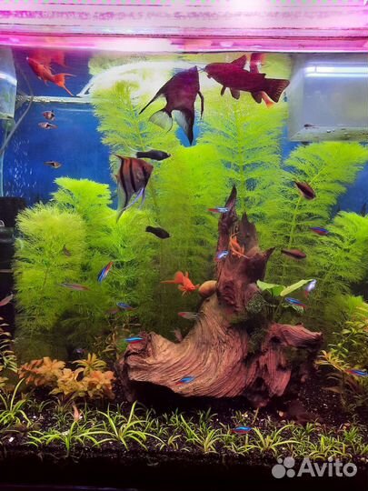 Аквариумные растения,амбулия королевская