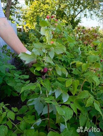 Продам кусты ремонтантной малины