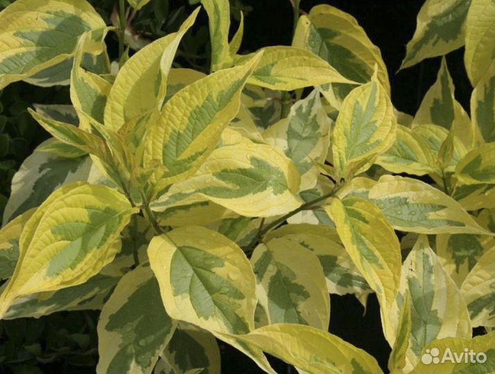 Дерен белый