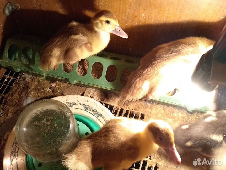 Цыплята несушки подрощенные