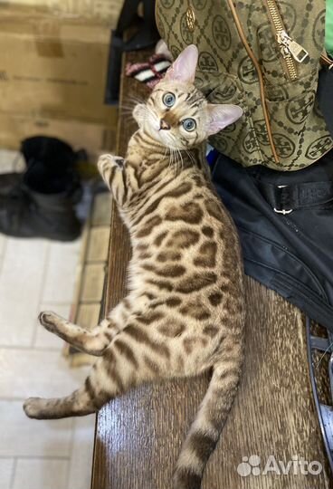 Снежный Бенгальский котенок