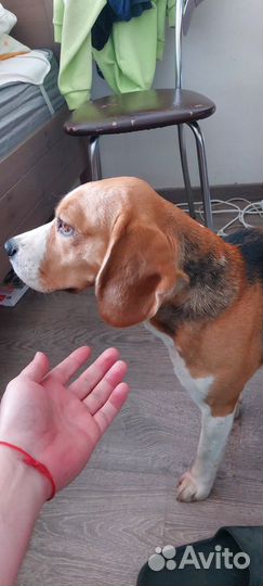 Бигль вязка