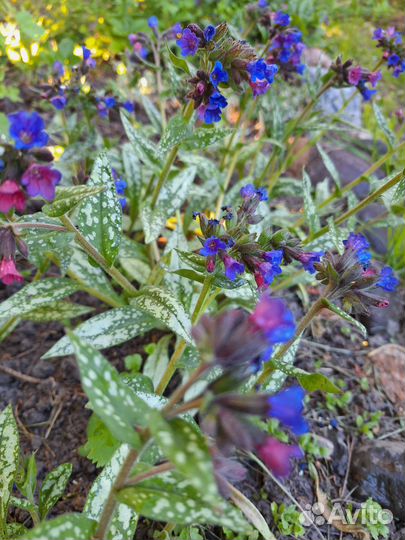 Флокс шиловидный