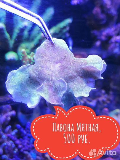 Живые кораллы