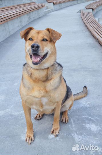 Собака в добрые руки