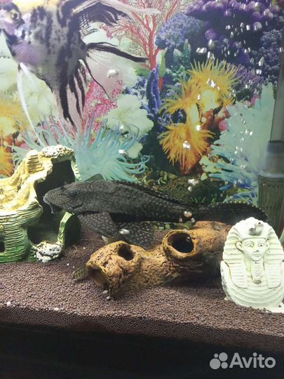 Аквариумные рыбки сомики