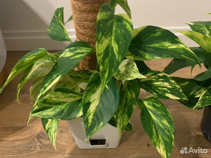 Сциндапсус эпипремнум ауреус комнатные растения