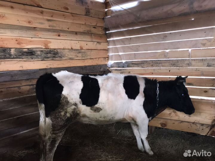 Телки коровы