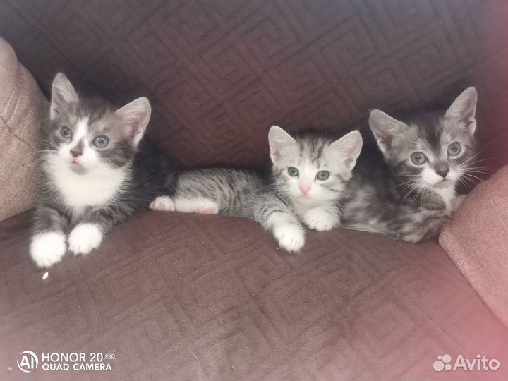 Отдам бесплатно кошечек