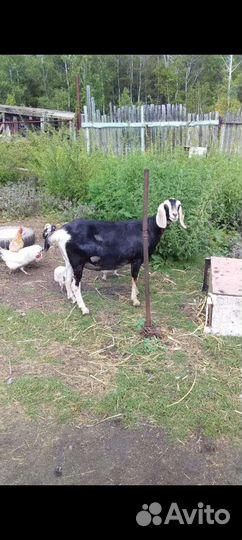 Коза ан покрытая, высокоудойная