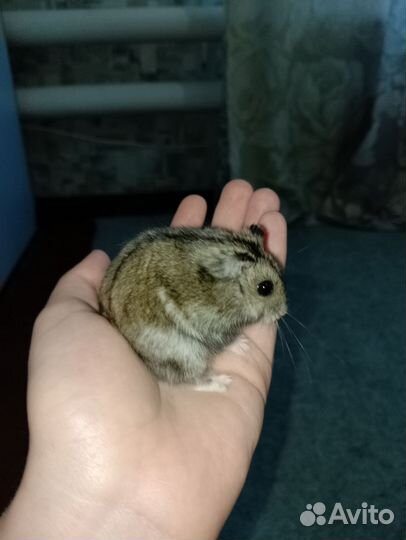 Джунгарский хомяк