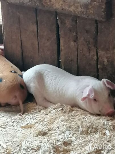 Поросята ландрас дюрок