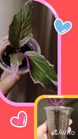 Гинура,фикус,сциндапсус