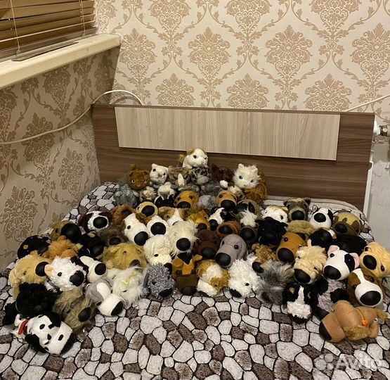 The dog and cat collection