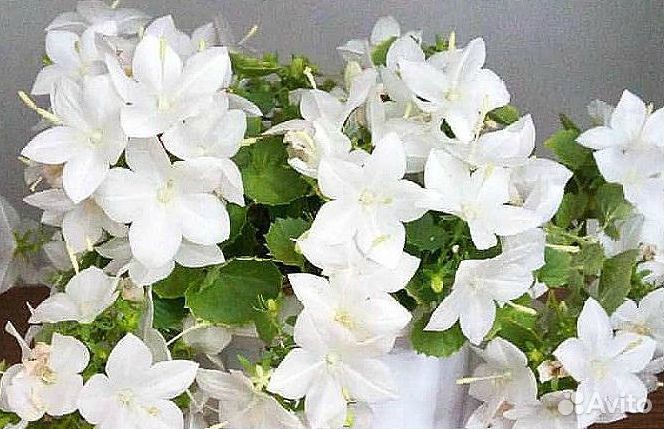 Кампанула/колокольчик/невеста Альба