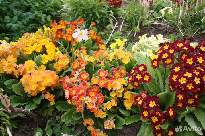 Садовые цветы - примулы