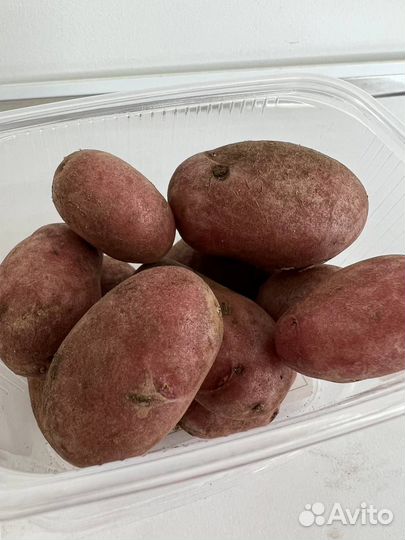 Семенной картофель, мини-клубни