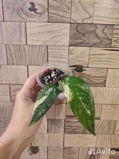 Эпипремнум пиннатум вариегатный, Себу блю