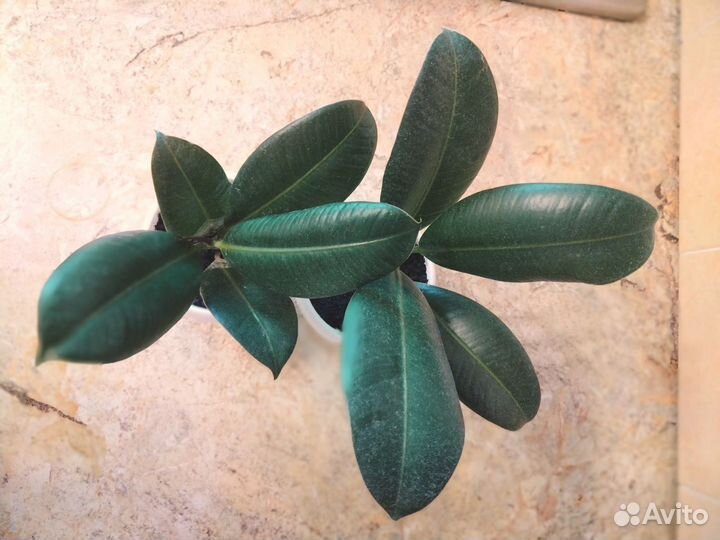 Фикус - хороший подарок