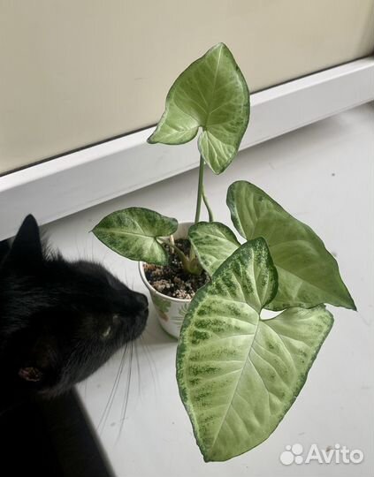 Сингониум Белая бабочка