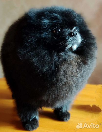 Грумер стрижка собак и кошек