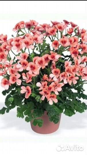 Пеларгония, герань Ангел Оранж, сортовая