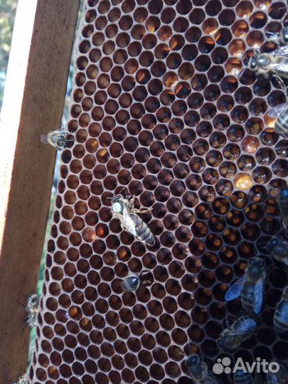 Среднерусские пчелы, пчелиные матки