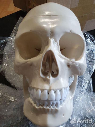 Анатомический череп