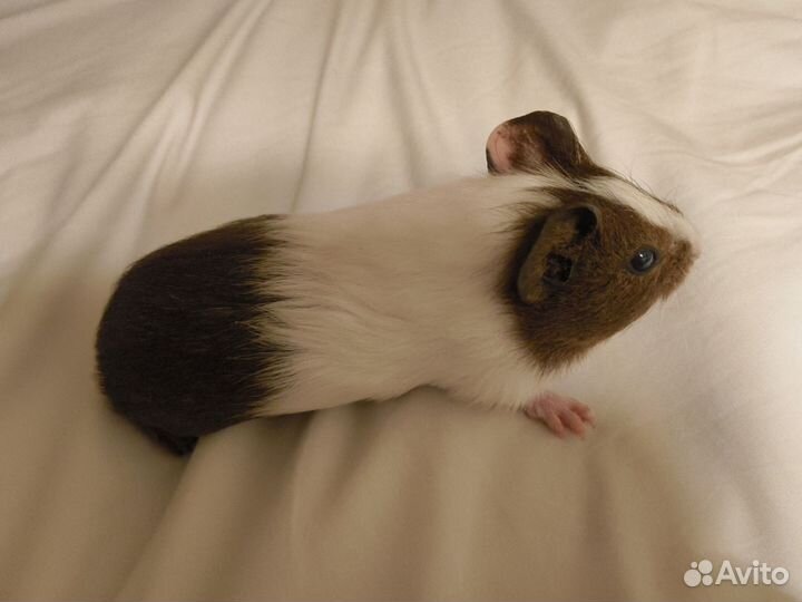 Морская свинка