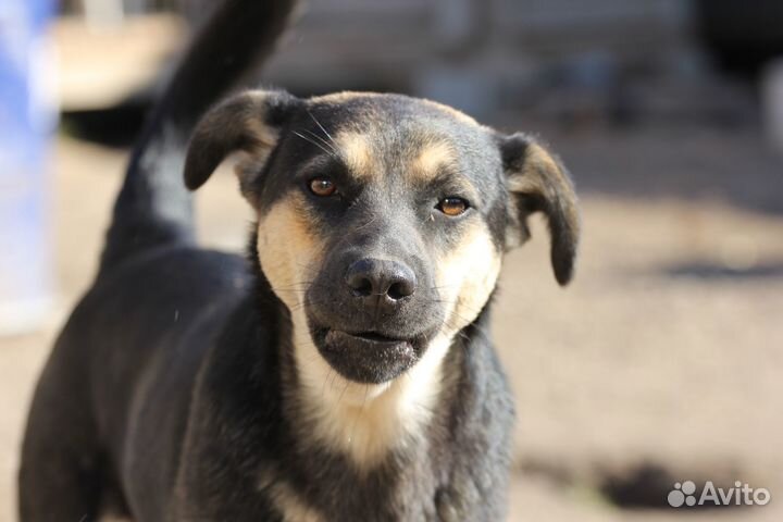 Собака Джастин