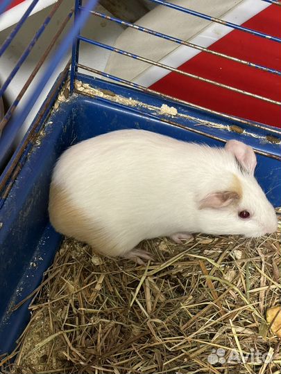 Морские свинки