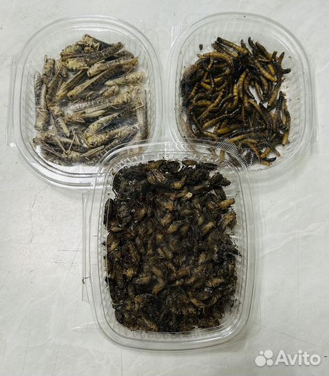 Замороженные корма