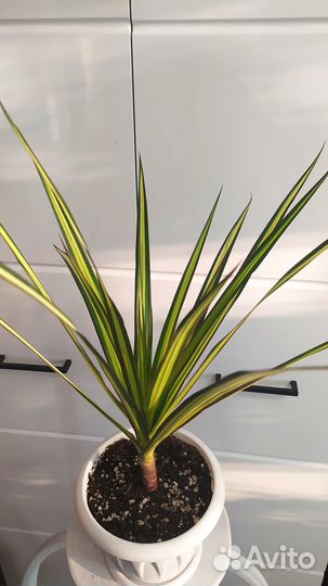 Бокарнея нолина, драцена, замиокулькас