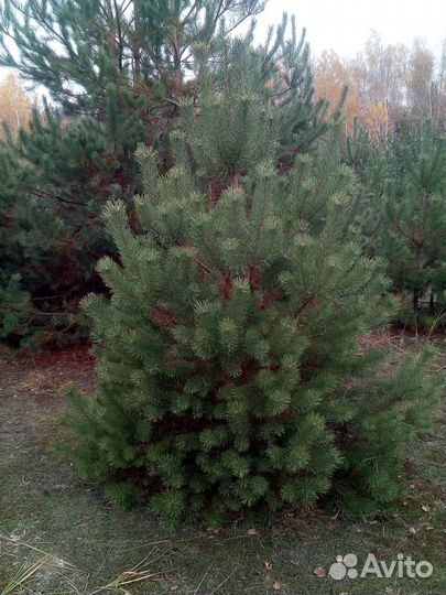 Сосна новогодняя оптом и в розницу