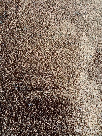 Горчица жёлтая