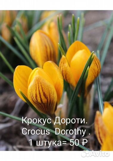 Луковицы крокусов. Крокусы