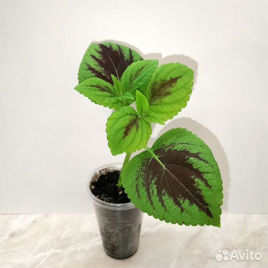 Колеусы вегетативные