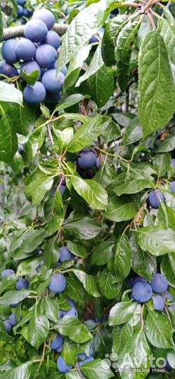 Яблоки и чернослив домашние 50р за 1кг