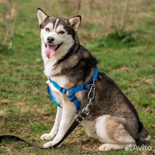 Добрый пес из приюта