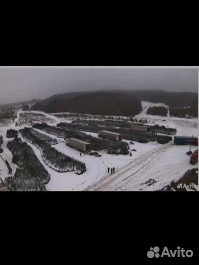 Живые Ёлки новогодние