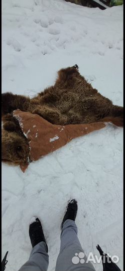 Шкура волка