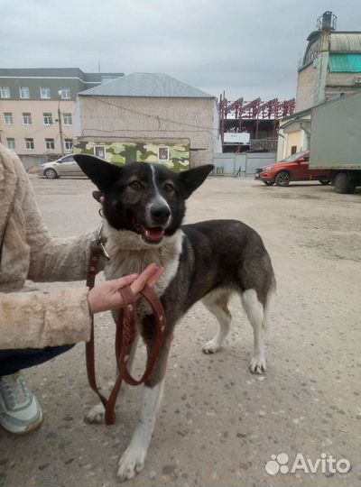 Аделька, стерилизована