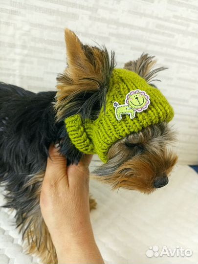 Шапочки для маленьких собак