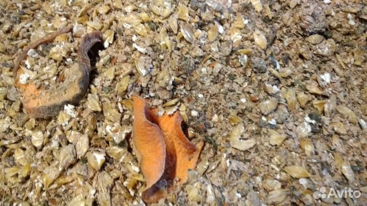 Мэш для Лошадей и Пони 25кг