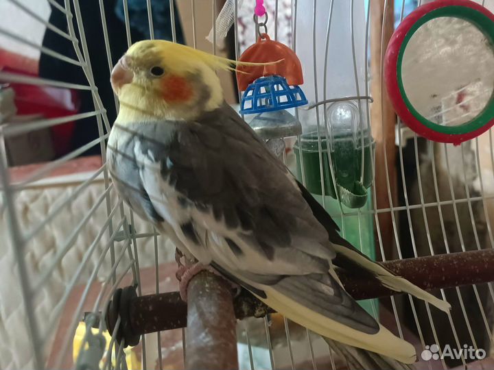 Попугай корелла мальчик